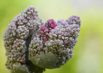DSC00668(1).webp