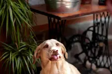Hundeschlecker 03.webp