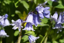 DSC00682.webp