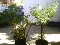 Enzianbaum und ET.01.05.2011.webp