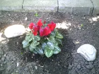 Alpenveilchen.01.05.2011.webp