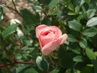 rose stämmchen.webp