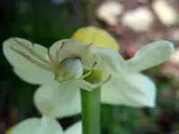 WeißeSpinne075.webp