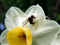 WeißeSpinne111.webp