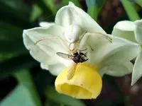 WeißeSpinne112.webp