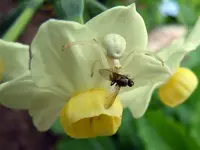 WeißeSpinne113.webp