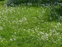 Wiesenschaumkraut.webp