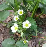 Erdbeere (3).webp