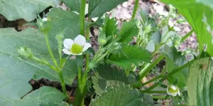 Erdbeere (4).webp