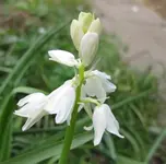 Hasenglöckchen (3).webp