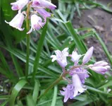 Hasenglöckchen (4).webp