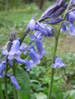 Hasenglöckchen (5).webp