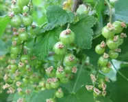 Johannisbeeren (3).webp