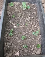 Kartoffeln.webp