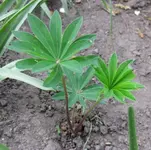 Lupine (2).webp