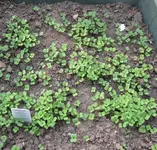 Rucola.webp