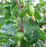 Stachelbeere (2).webp