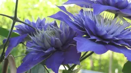 2011 die Schönen 001.webp