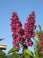 IMG_3906.webp