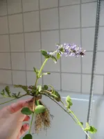 5a.webp
