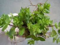 April 2011 016.webp