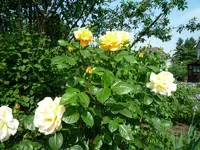 P1030280.webp