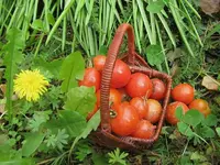 Tomatenv.webp