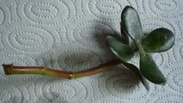 2011 05 02 005.jpg