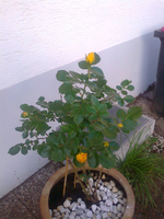 Foto0125.webp