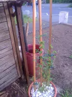 Foto0128.webp