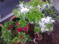Foto0129.webp