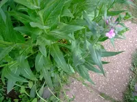 k-DSCF0013.webp