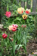 tulpen.webp