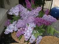 DSCN0724.webp