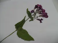 11a.webp