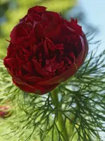 P4258256 gefiederte Pfingstrose.webp