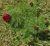 P4258258 gefiederte Rose.webp