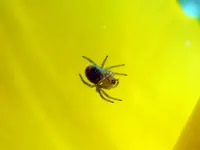 KleineSpinne107.webp