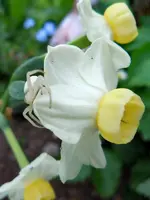 WeißeSpinne091.webp