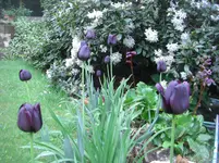 CIMG6409.webp