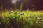 Gänseblümchen nach dem Regen.jpg