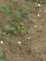 erdbeeren-gruen.webp