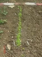 pfluecksalat.webp