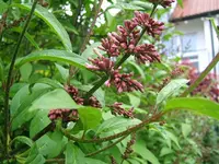DSCF5335.webp