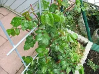 DSCF5336.webp