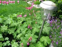 DSCF5337.webp
