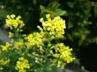 DSCF5339.webp