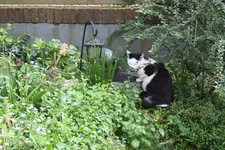 nappi brunnen.webp