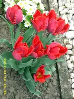 JD500397.webp