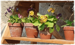 Weikersheim (21).webp